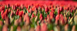 Fototapeta Tulipany - Kolorowe kwitnące tulipany