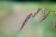 Photo of wild millet spikelets