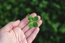 Four-leaf Clover In Hand, Authentic Four Leaved Clover