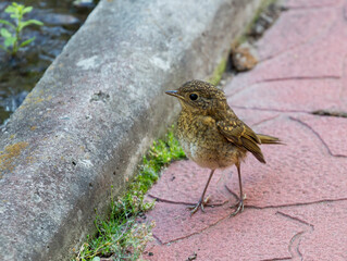 Wall Mural - The bird is a young Robin (Erithacus rubecula).
Young chicks have a mottled soft plumage.