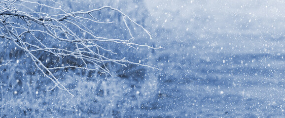 Wall Mural - Winter view with a snow-covered tree branch on a blurred background during a snowfall. Christmas and New Year background