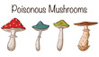 Poisonous Mushrooms Set. Collection of hand drawn poisonous mushrooms. Amanita, fungus, grebe, toadstool. Vector illustration for logo, prints, stickers, design and decoration