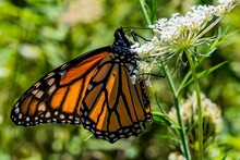 Monarch Butterfly On Bishops Lace, Shenandoah National Park, Virginia, USA
