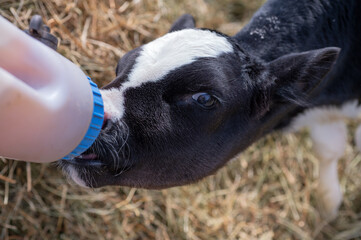 Wall Mural - portrait of cute little holshtain calf  eating  near  hay. nursery on a farm