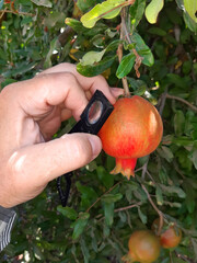 Wall Mural - Supervisor tests pomegranate fruits of the pomegranate trees with a handheld magnifier for insect pests 