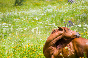 Poster - Portrait of red horse in the valley