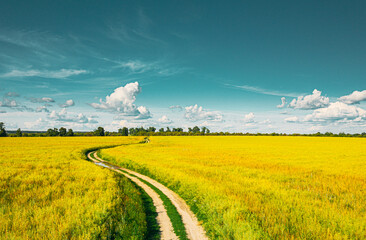 Wall Mural - Aerial View Of Agricultural Landscape Green Field In Spring Season. Beautiful Rural Country Road