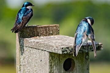 Tree Swallows On Top Of Bluebird House, Hopewell Recreation Complex, York County, Pennsylvania, USA