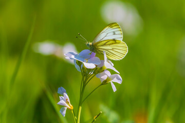 Wall Mural - Green-veined white butterfly Pieris napi  resting in a meadow