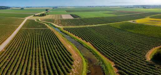 Aerial View of Blueberry Fields in the Skagit Valley. Over 90 different crops are grown in Skagit County. More tulip, iris, and daffodil bulbs are produced here than in any other county in the U.S. 