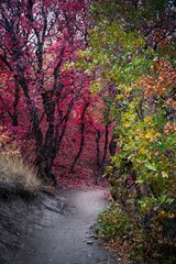 Sticker - Autumn Leaves Along the Trail