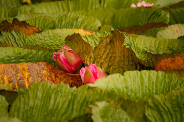 Exotic flora. Closeup view of Victoria cruziana, also known as giant water lily, large floating green leaves and pink flowers blooming in the river. 