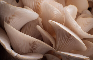 mushrooms in a box