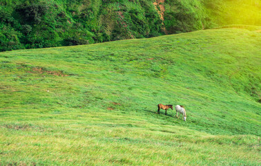 Two horses eating grass together in the field, hill with two horses eating grass, two horses in a meadow