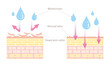 Skin cross section. Moisturizer will not penetrate skin of dead skin cells. Pale colored illustration in flat cartoon style.