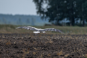 Wall Mural - Ciconia ciconia flies over a plowed field.