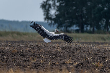 Wall Mural - Ciconia ciconia flies over a plowed field.