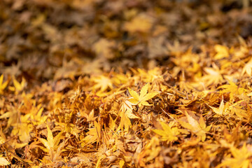 Wall Mural - close-up of maple leaves in autumn