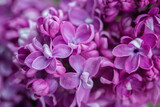 Fototapeta Kwiaty - purple decorative lilac close up