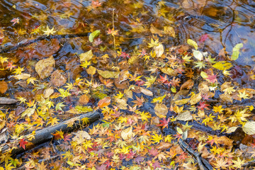 Wall Mural - autumn leaves closeup on the lake