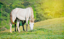 Portrait Of White Horse Eating Grass In The Field, A White Horse Eating Grass On A Hill
