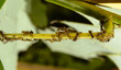 Ants taking care of colonies of aphids