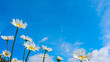 Low-angle shot of a few white daisies under the blue sky and white clouds