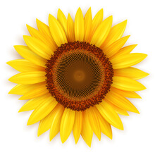 Sunflower 3D, Yellow Summer Flower Vector Illustration.