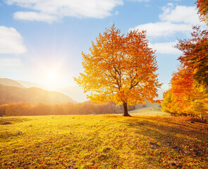Canvas Print - Yellow beech tree on a hill slope with sunbeams at mountain valley.