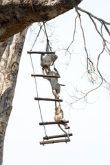 Wall Mural - Funny monkeys playing on the trees.