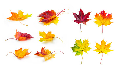 a set for creativity of ten natural maple leaves of the autumn period in yellow, orange, red, burgun