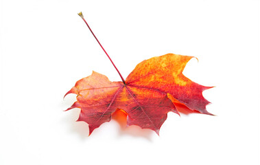 The image of an autumn theme natural maple leaf in yellow, orange, red, burgundy tones on a white background.