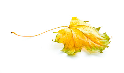 Wall Mural - The image of an autumn theme natural maple leaf in yellow, orange, green tones on a white background.