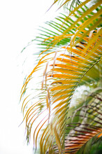 Withered Leaves Of Palm Tree Isolated On White Background