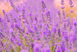 Fototapeta Lawenda - Lavender flowers in a lavender field. (Isparta Kuyucak lavanta köyü). Kuyucak Isparta lavender village. Turkey.	