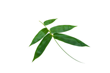  Bamboo leaves isolated on white background, Dendrocalamus