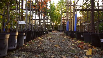 Aufkleber - Garden center with nursery. A ray of sun shines through the rows of autumn trees. Slow motion