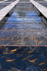 Farm for breeding trout