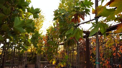 Aufkleber - Garden center with nursery. A ray of sun shines through the rows of autumn trees. Slow motion
