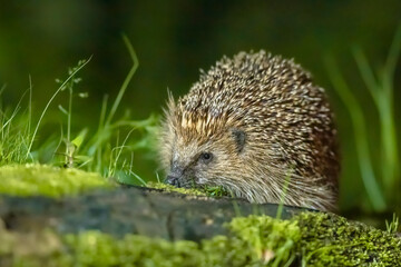 Wall Mural - European hedgehog with forest background