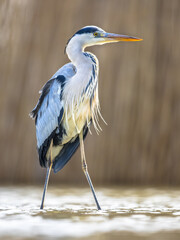 Sticker - Grey heron hunting stationary in lake