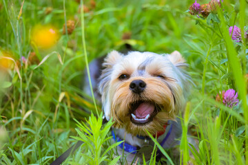 Wall Mural - Funny cute Yorkshire terrier dog, puppy chewing on grass in a summer meadow