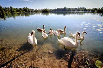 Wall Mural - Swan Lake