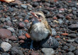 A chick ofYellow-vented Bulbul – Wenkbrauwbuulbuul – Pycnonotus goiavier is waiting for its parents.