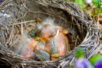 Two bird chicks in a nest in a planter on our porch in Windsor in Broome County in Upstate NY. Adorable babies. Baby chick uses its sibling as a pillow as both are sound asleep.  Ugly & Cute.