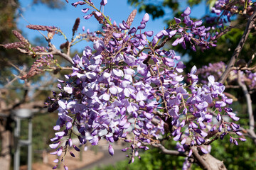 Wall Mural - Sydney Australia, close-up of wisteria flowers in the springtime