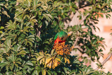 Female Australian King Parrot In A Tree.