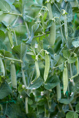 Poster - growing sweet peas close up