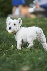 Canvas Print - Vertical shot of an adorable white terrier dog in the field holding a toy in its mouth