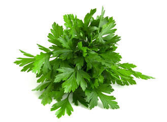 Wall Mural - Fresh green parsley collected in a bunch isolated on white background.